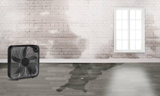 Best Water damage mitigation services  in Boscobel, WI